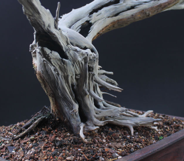 san jose juniper bonsai